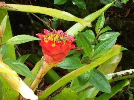 zoo gardens hilo